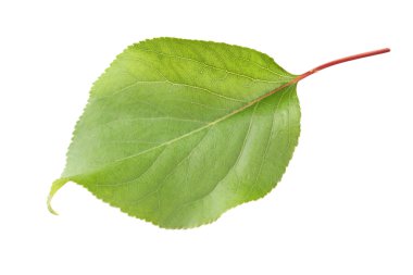 doğal yeşil yaprak