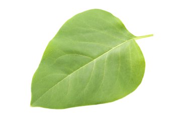 doğal yeşil yaprak