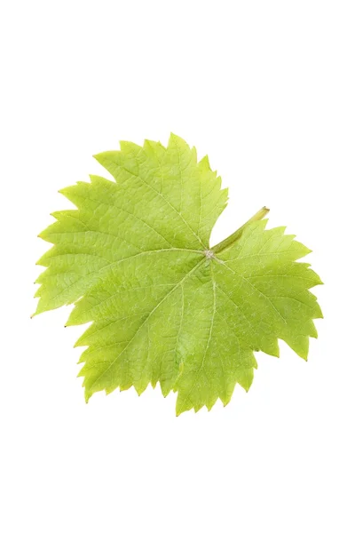 Natural green leaf — Stock Photo, Image