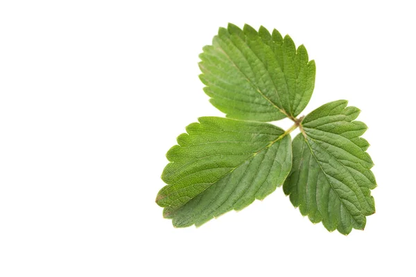 Green leaves on a white — Stock Photo, Image