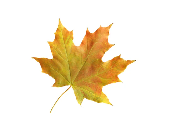 Autumn leaf on white — Stock Photo, Image