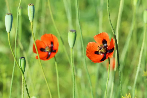 Rode papaver bloemen — Stockfoto