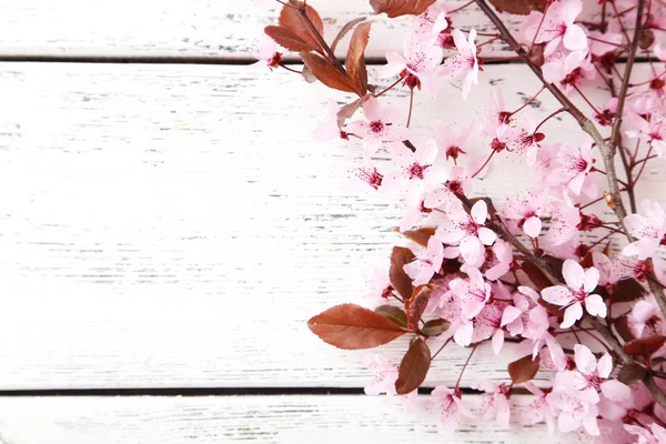 Primavera ramo de floração — Fotografia de Stock