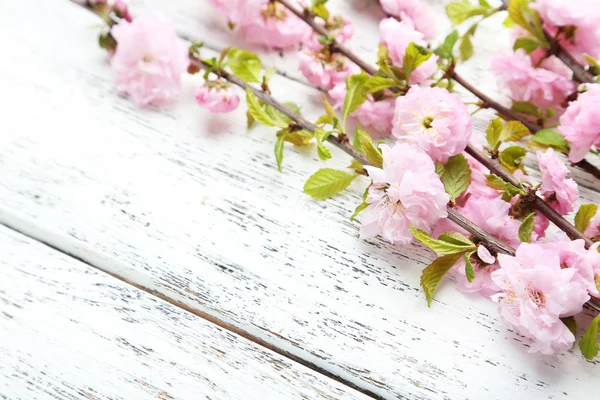 Tavaszi virágos ág — Stock Fotó