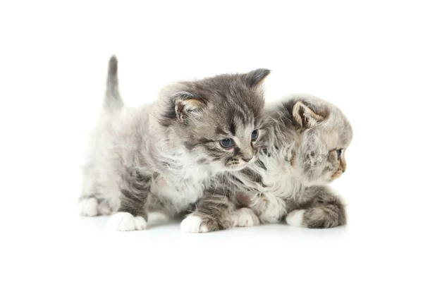 Küçük gri kedi — Stok fotoğraf