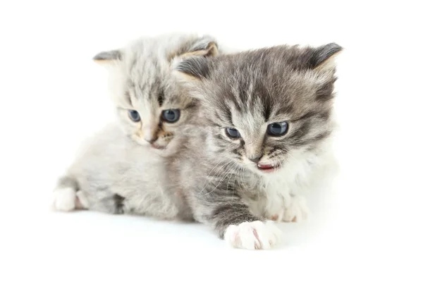 Kleine grijze kittens — Stockfoto