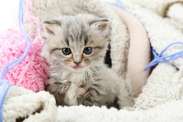 Piccolo gattino grigio — Foto Stock