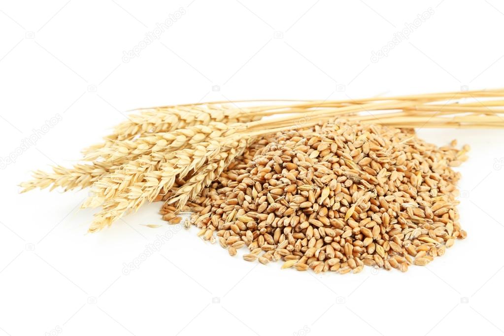 Ears of wheat and wheat grains isolated on white