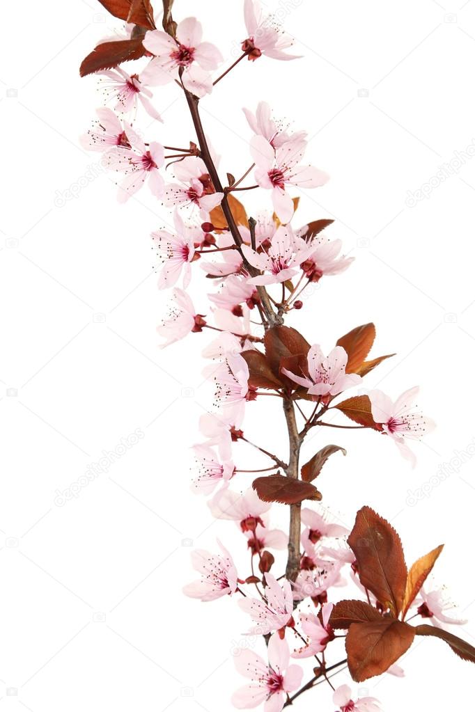 Spring flowering branch