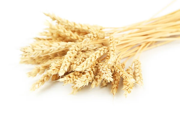 Ears of dry wheats — Stock Photo, Image