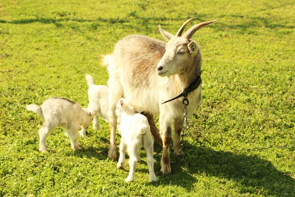 Goatling s matkou na trávě — Stock fotografie