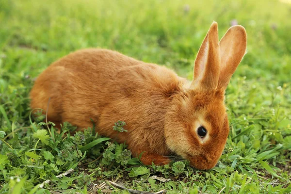 잔디에 빨간 토끼 — 스톡 사진