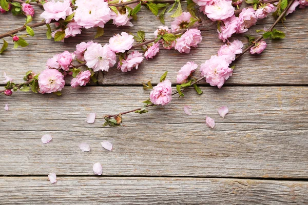 Primavera ramos floridos — Fotografia de Stock