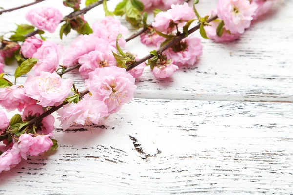 Ramas florales de primavera — Foto de Stock