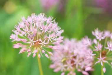 Güzel bahar çiçekleri