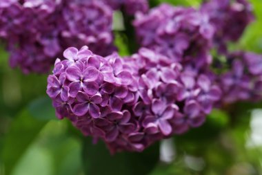 Eflatun çiçekler çok güzel