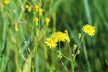Güzel bahar çiçekleri