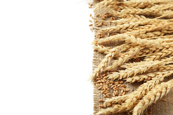 小麦和小麦籽粒的耳朵 — 图库照片