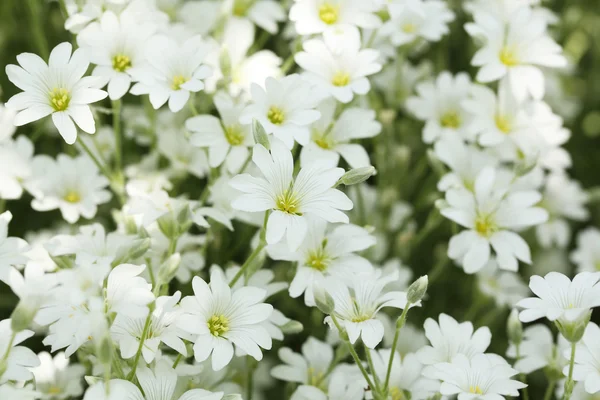 Lindas flores de primavera — Fotografia de Stock