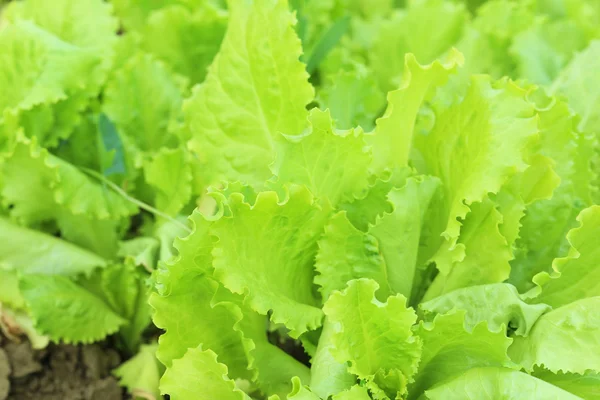 A kert zöld saláta — Stock Fotó