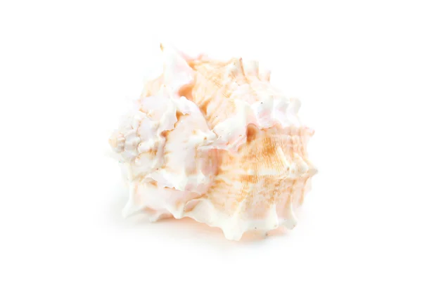 Singola conchiglia marina da vicino — Foto Stock