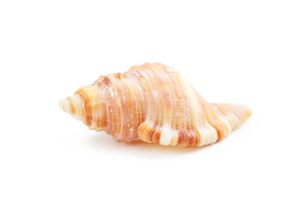 Single sea shell close up — Stockfoto