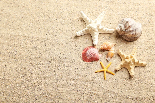 Zeeschelpen op een strand zand — Stockfoto