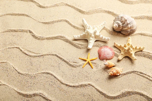 Conchas do mar em uma areia de praia — Fotografia de Stock