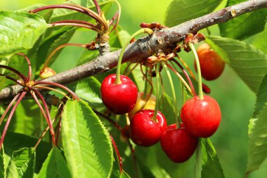 bir ağaç dalı üzerinde asılı kiraz