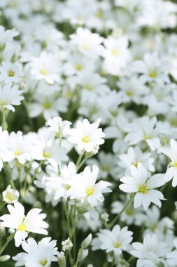 Yasemin beyaz çiçekleri