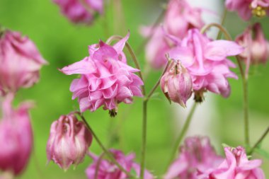 Güzel bahar çiçekleri