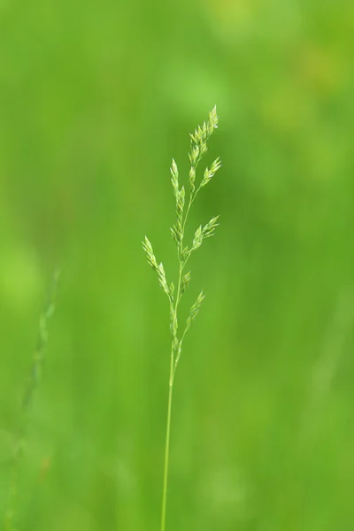 아름 다운 녹색 봄 꽃 — 스톡 사진