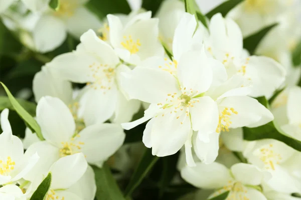 Flores blancas de jazmín —  Fotos de Stock