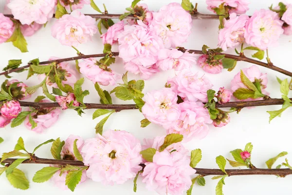 Ramas florales de primavera — Foto de Stock