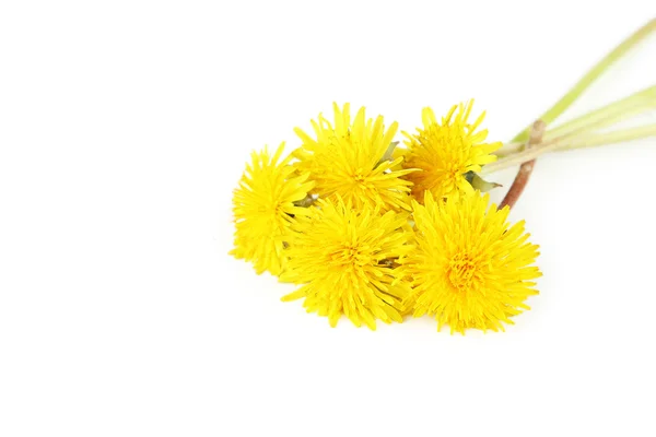 Yellow dandelions flowers — Stock Photo, Image