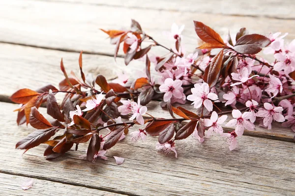 Våren blommande gren — Stockfoto