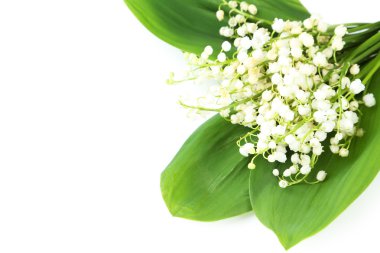 Lily vadi yaprakları ile