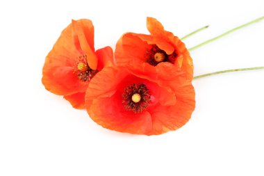 kırmızı gelincik çiçekleri