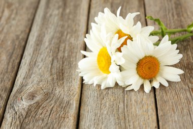 Papatya çiçeği bir Grey