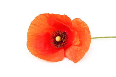 Kırmızı gelincik çiçeği