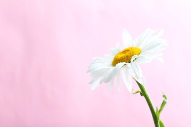 Papatya çiçeği bir pembe üzerinde