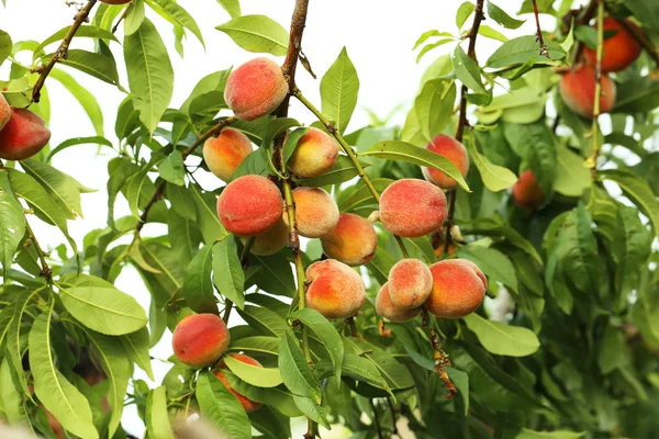 Őszibarack gyümölcsök egy ágak — Stock Fotó