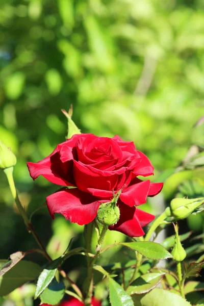 Beautiful red rose — Stock Photo, Image