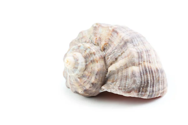 Sea shell on white background — Stock Photo, Image