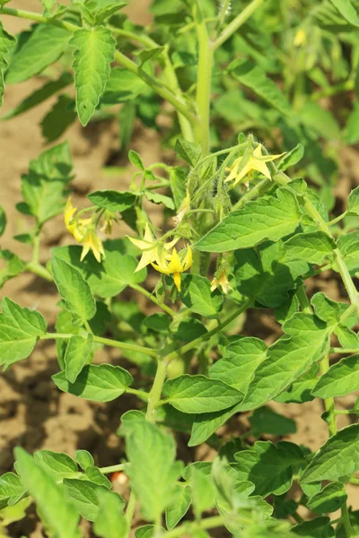 Tomates verdes no jardim — Fotografia de Stock