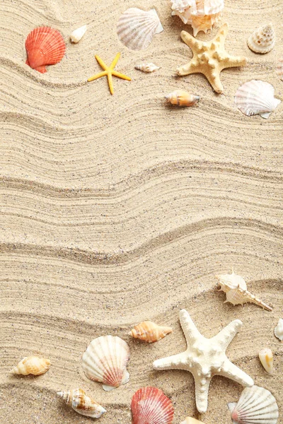 Sea shells on  sand — Stock Photo, Image