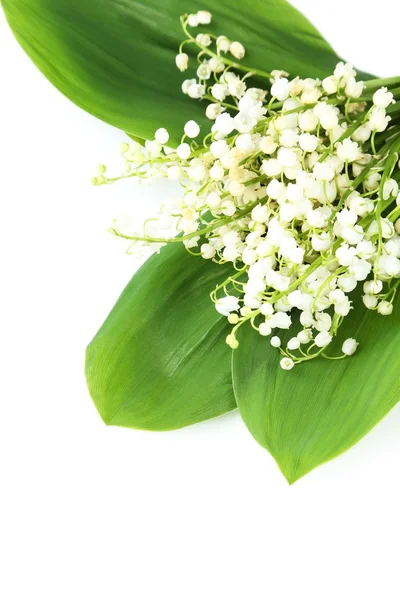 Lily of the Valley with leaves — Stock Photo, Image