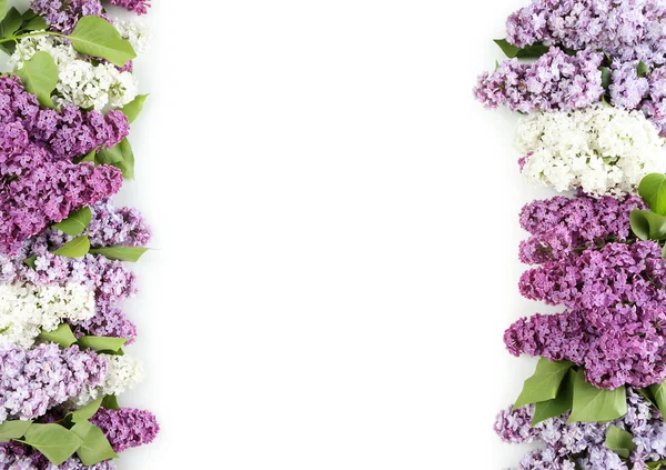 Belo lilás no fundo branco — Fotografia de Stock