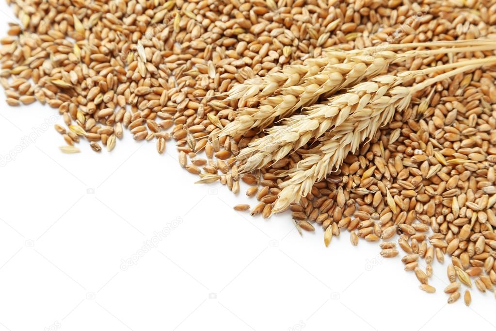 Wheat grains on white background