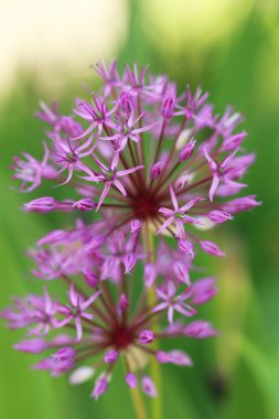 güzel mor bahar çiçekleri